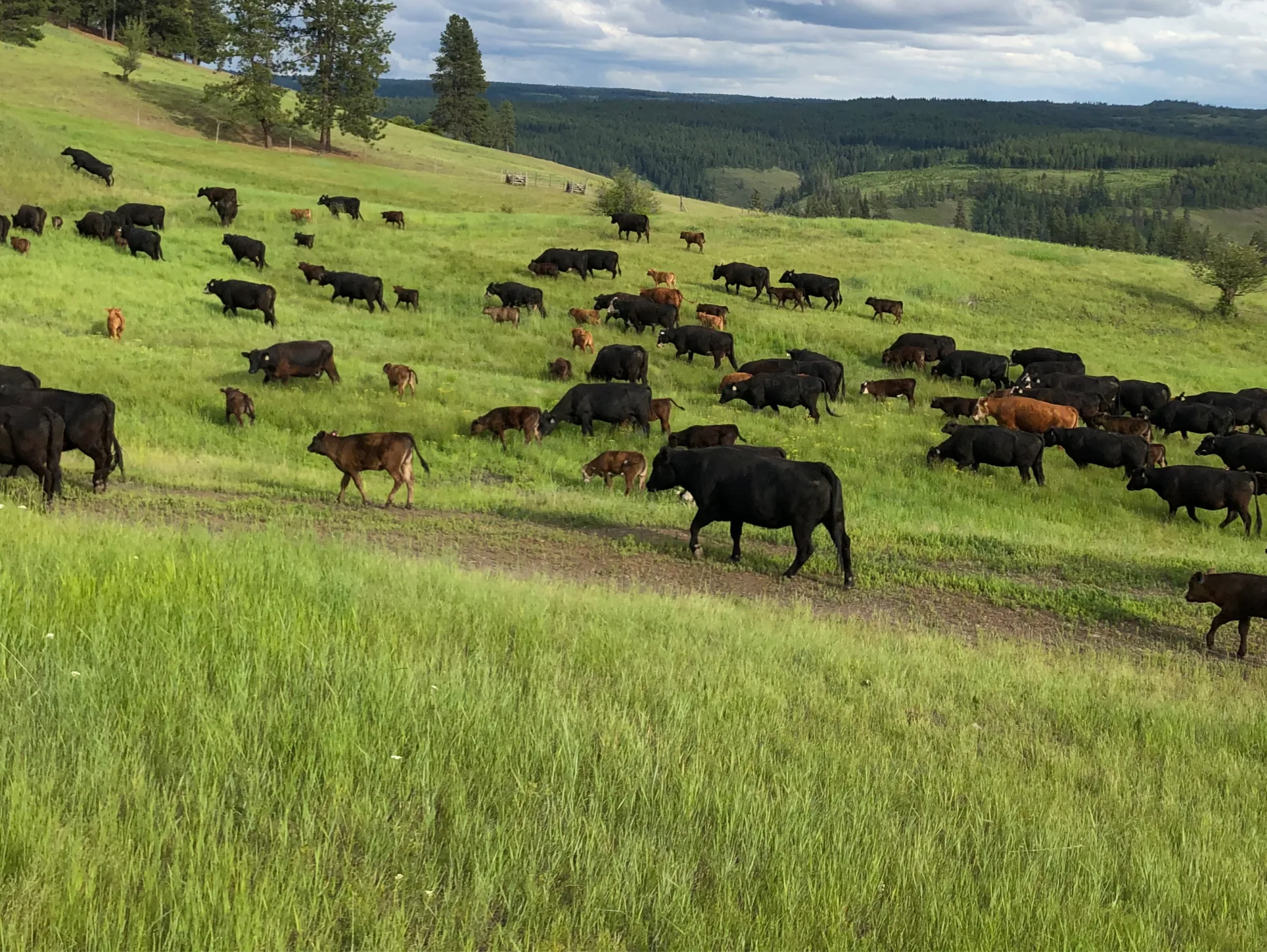 Herd of cattle